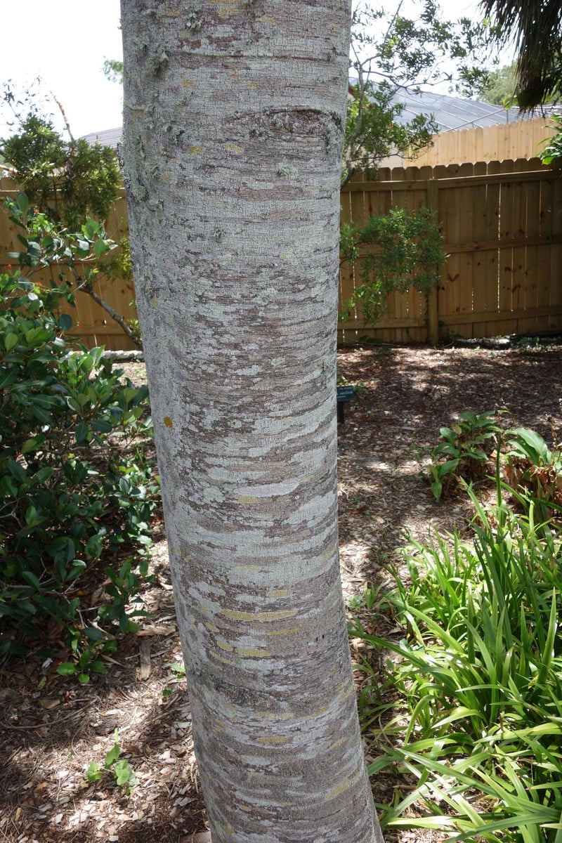 canafistula tree